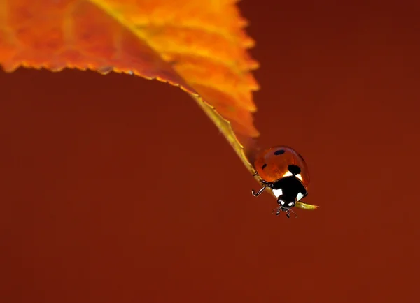 Coccinella — Foto Stock