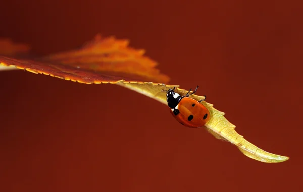 Uğur böceği — Stok fotoğraf