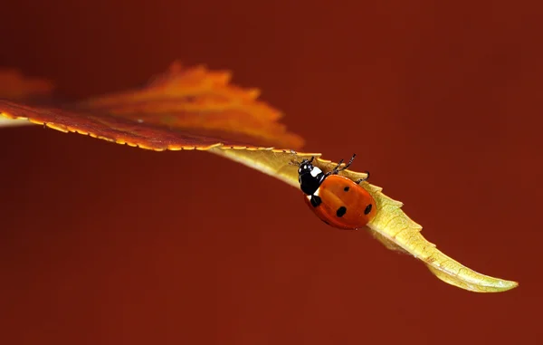 Marienkäfer — Stockfoto