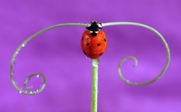 Mariquita. — Foto de Stock