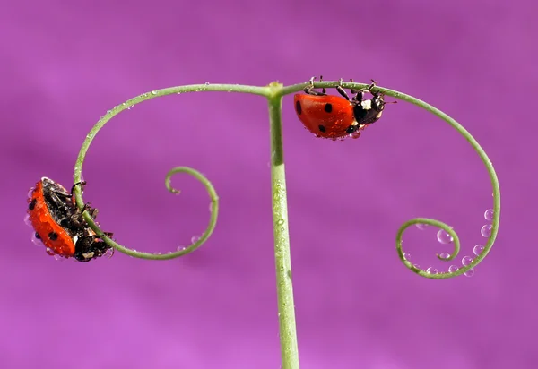 Uğur böceği — Stok fotoğraf