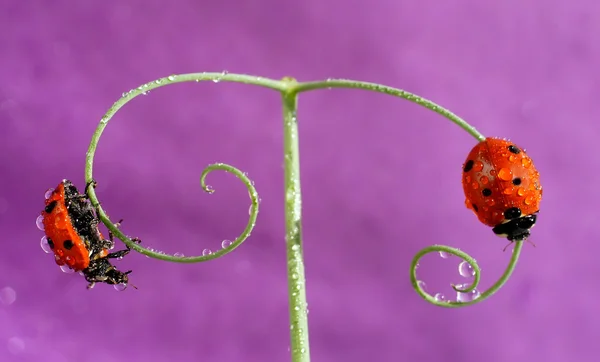 Mariquita. — Foto de Stock