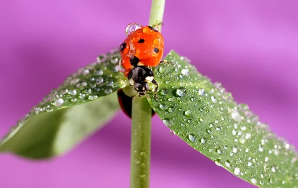 Uğur böceği — Stok fotoğraf