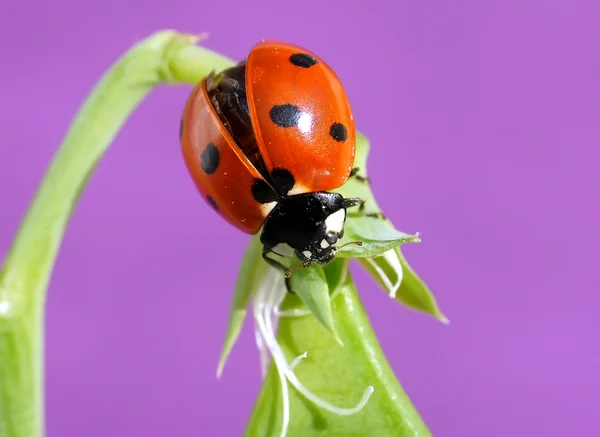 Ladybug — Stock Photo, Image