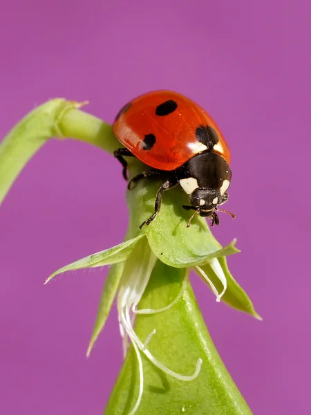 Ladybug — Stock Photo, Image