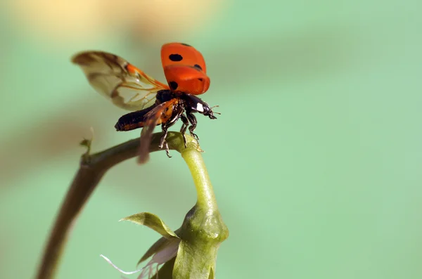 Uğur böceği — Stok fotoğraf