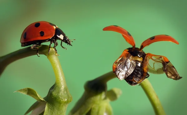 Coccinella Immagine Stock