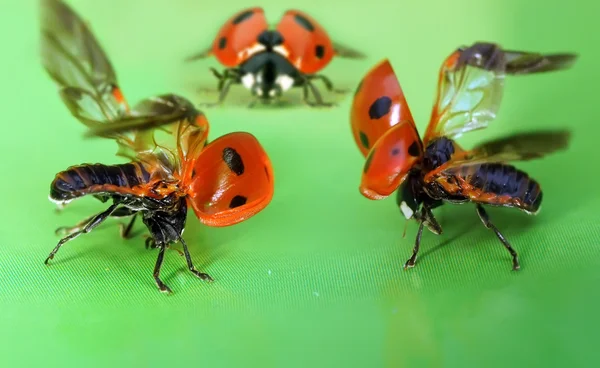 Ladybug — Stock Photo, Image