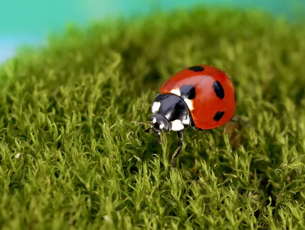 Ladybug — Stock Photo, Image