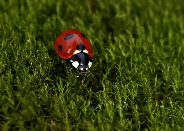 Coccinella — Foto Stock