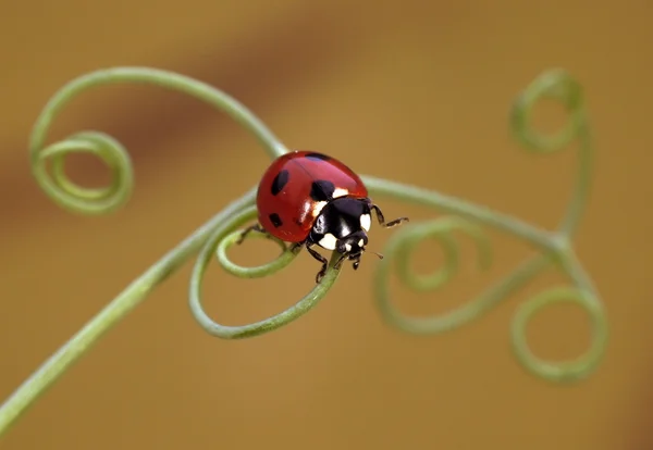 Coccinella — Foto Stock