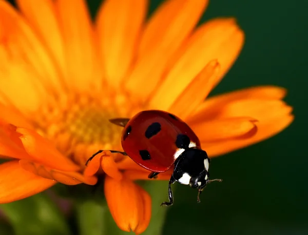 Uğur böceği — Stok fotoğraf