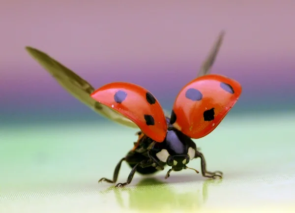 Ladybug — Stock Photo, Image