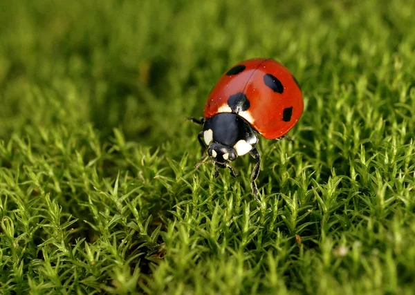 Coccinelle Images De Stock Libres De Droits