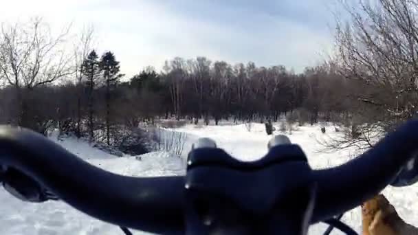 Το ποδήλατο στο πάρκο με τα σκυλιά στο χειμώνα. HD — Αρχείο Βίντεο