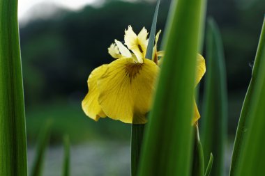 Iris portre