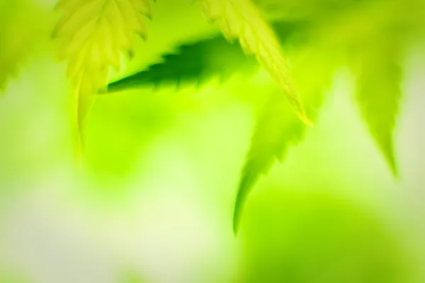 Cannabis leafs, defocused abstrak shot . — Stok Foto