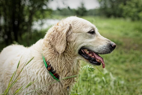 Golden Retriever, female, after swimming. — Stock Photo, Image