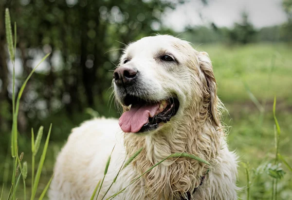 Golden Retriever, female, eight years old, after swimming. — Stock Photo, Image