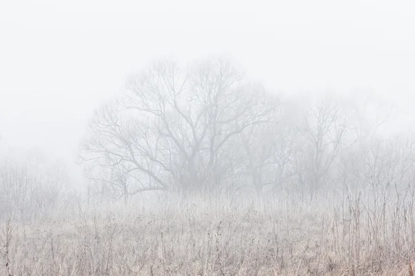 Salice nella nebbia. Tranquillo scena del mattino . — Foto Stock