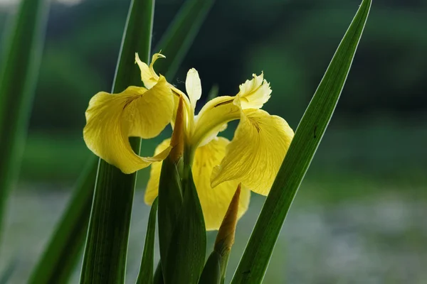 Gelbe Iris horizontal — Stockfoto