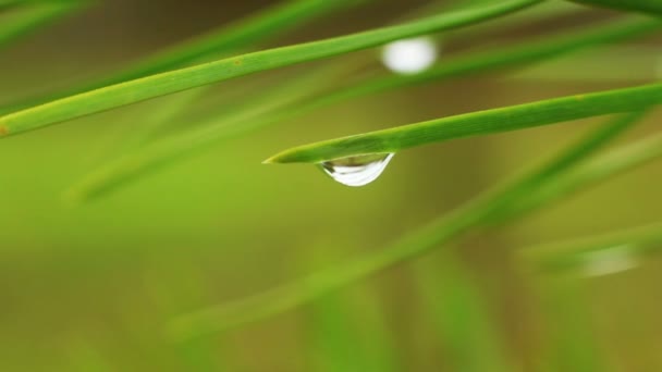 Ramas de coníferas después de la lluvia primaveral. Tres vistas diferentes en un clip . — Vídeo de stock