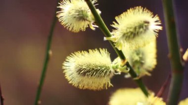 Willow tomurcukları, makro çekim.