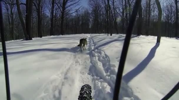 Montar en bicicleta con dos perros. Tiempo de invierno, cámara lenta (2x), 1080p . — Vídeo de stock