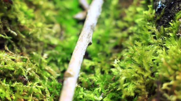 Červeno černý les velké mravenci (skauti) na zeleným mechem. 10:02. — Stock video