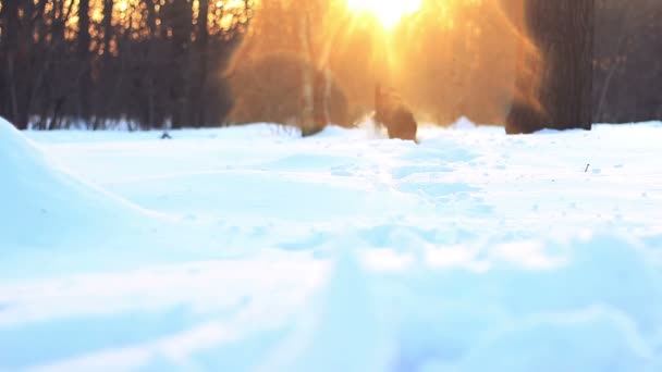 Schwarze junge Labradore laufen durch tiefen Schnee. 1080p. — Stockvideo