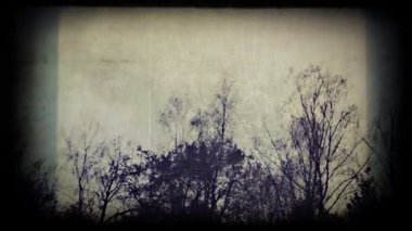 Huş ağaçlarının Silhouettes korkutucu görünüyor. Timelapse.