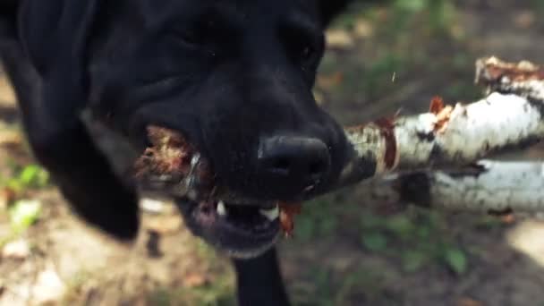 Hund transporterar trä filial — Stockvideo