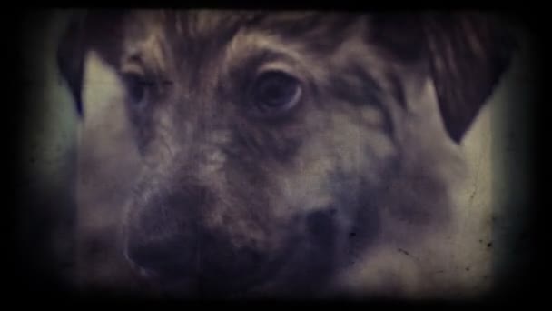无家可归者害怕小狗 — 图库视频影像