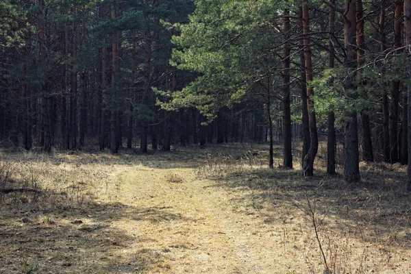 소나무 숲에 경로입니다. 러시아 — 스톡 사진