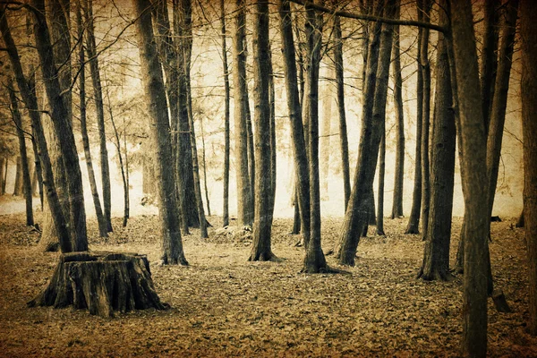 빈티지 숲 배경 — 스톡 사진