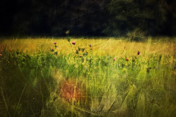 Clover flowers on meadow. Vintage styled shot — Stock Photo, Image