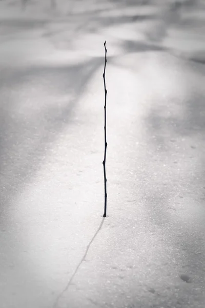 Single sprout under snow — Stock Photo, Image