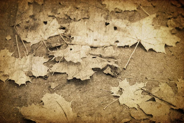 Vintage gevallen Herfstbladeren — Stockfoto
