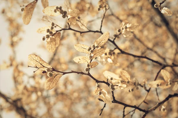 린든 꽃 근접 촬영 톤 샷 — 스톡 사진