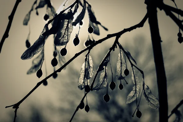 Linden blossom, closeup τονισμένα πυροβολισμό — Φωτογραφία Αρχείου