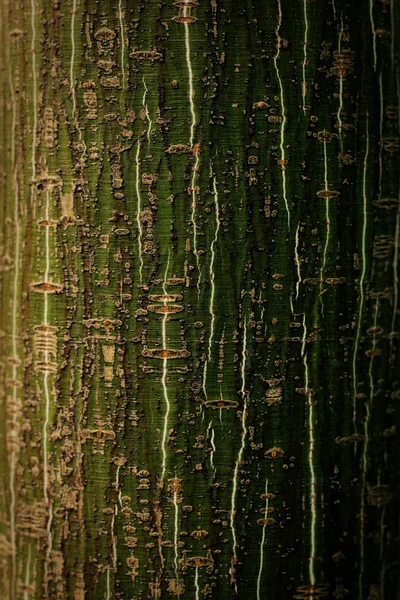봄 아스펜 나무 껍질 매크로 촬영. — 스톡 사진