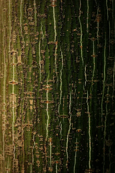 Spring aspen bark macro shot. — Stock Photo, Image