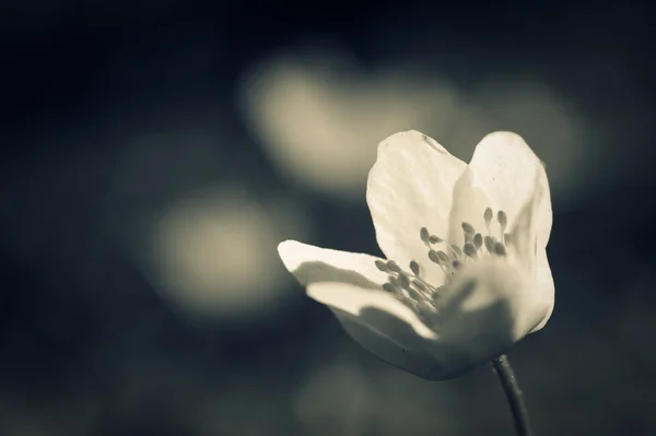 Enda vårblomma. makro skott — Stockfoto