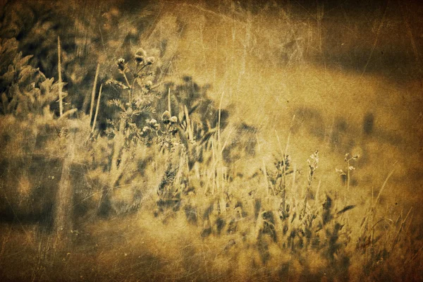 Spring grass vintage — Stock Photo, Image