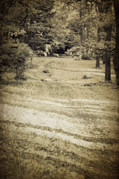 Caminho da floresta vintage — Fotografia de Stock