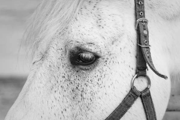 Bílý kůň oko detailní záběr. — Stock fotografie