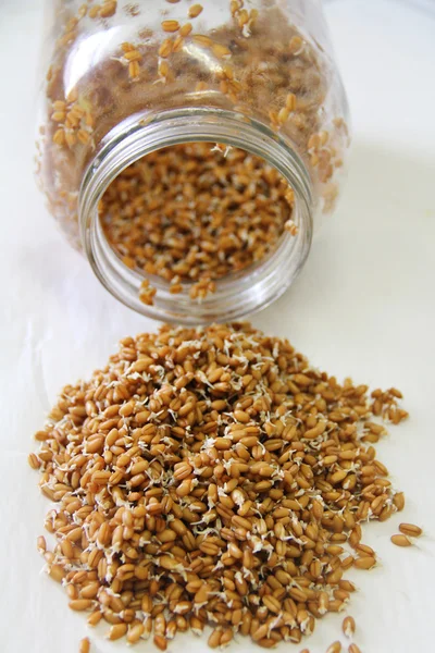 Wheatberries sprouted in a jar — Stock fotografie