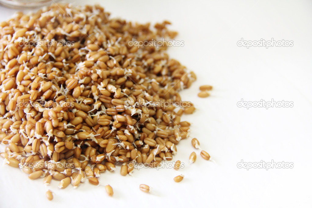 Wheat berries sprouted