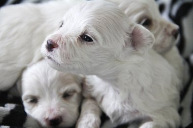 cute little maltese puppy