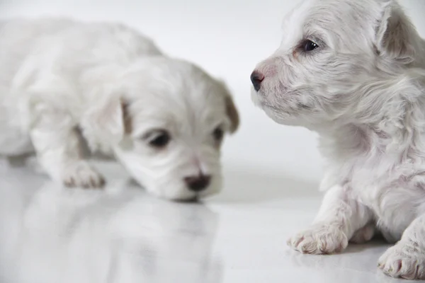 Cute little maltese puppies — Stockfoto